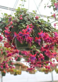 hanging basket